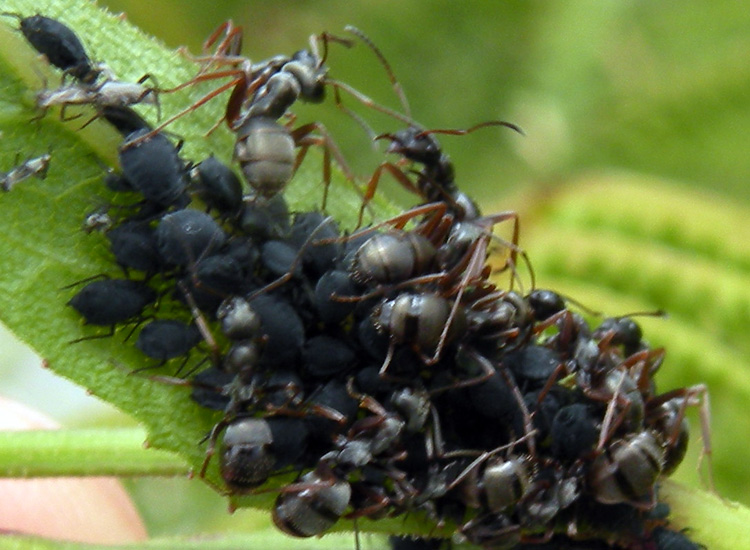 Formiche (Formica sp.) con afidi